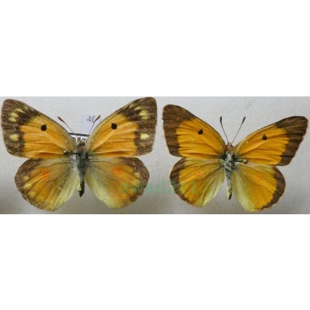 Colias croceus (Geoffroy, 1785) pair Szlaczkoń sylwetnik Czech4f